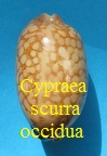 Mauritia scurra occidua, Meyer & Lorenz 2017